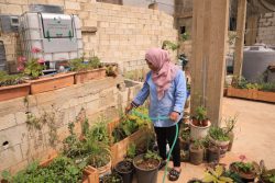 Woman in pink hijab watering plants on a rooftop